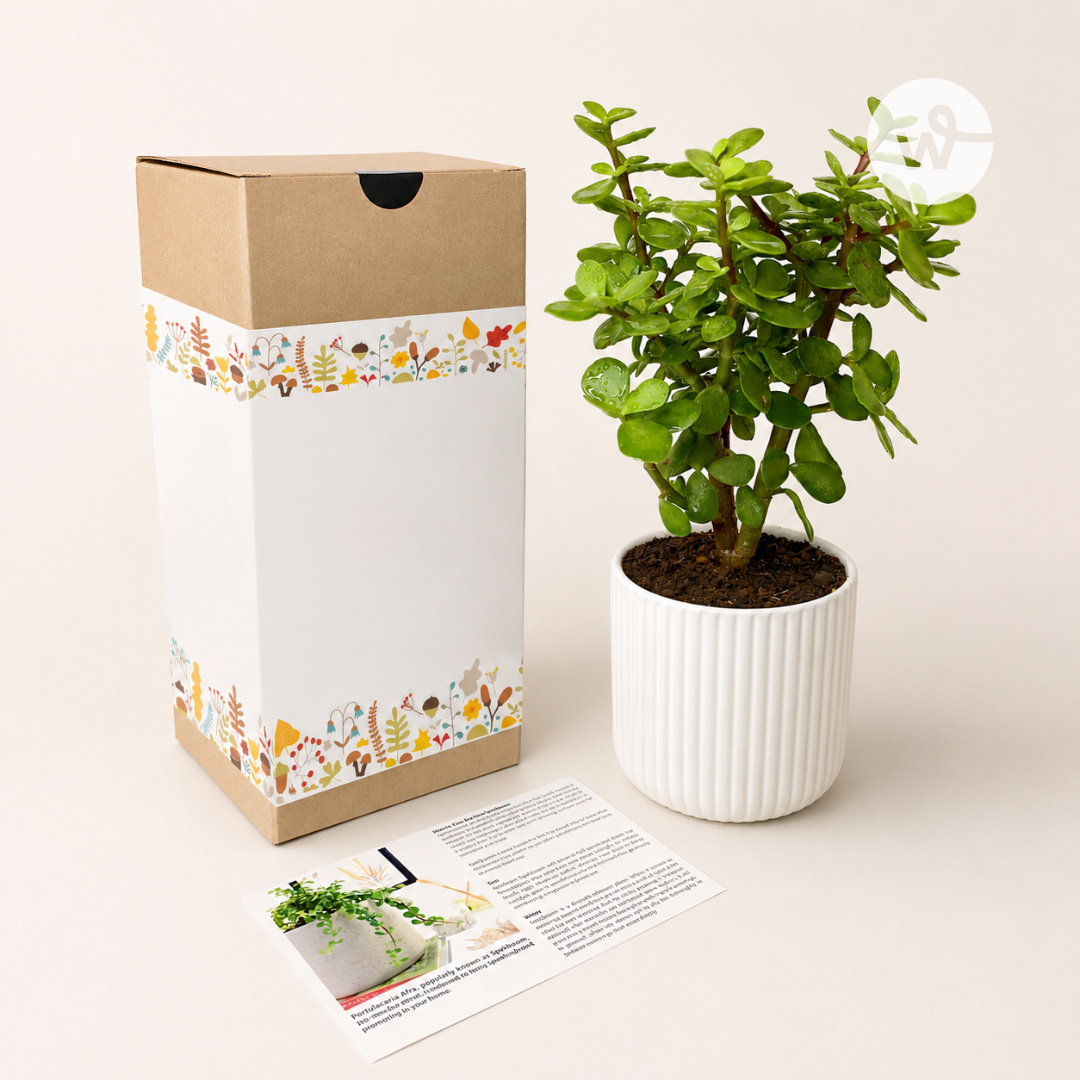 Spekboom Gift Box
